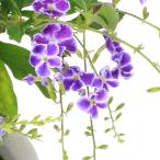 (観葉植物)デュランタ パープルラブ 宝塚 4号(1鉢)