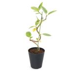 ショッピングテラリウム （観葉植物）フィカス　アルテシマ　曲がり樹形　５号（１鉢）