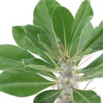 パキポディウムサンデルシーＳサイズ...