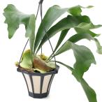 ( декоративное растение ) платицериум папоротник олений рог подвешивание горшок модель 5 номер (1 горшок )