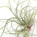 エアープランツチランジアブッツィー...