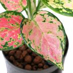 ハイドロ苗９φ・Ｌサイズアグラオネ...