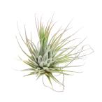 エアープランツチランジアイオナンタ...