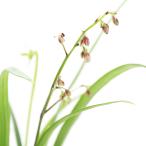 （山野草）ケイビラン　屋久島ケイビラン　３号（１鉢）