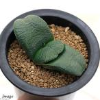 ガステリア臥牛３〜４号