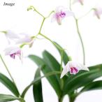 （観葉植物）洋ラン　デンドロビウム　キンギアナム　シルコッキー　２．５〜３号…