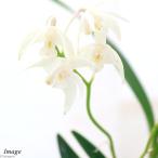（観葉植物）洋ラン　デンドロビウム　スペシオキンギアナム　丸子　２．５〜３号…