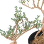 （観葉植物）トリコディアデマ　ブルボスム（紅姫小松）　３〜３．５号（１鉢）