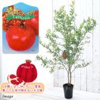 ( поступление нерешительный )( декоративное растение ) фруктовое дерево рассада California гранат большой реальный 4.5 номер (1 pot ) огород фрукты фрукты 