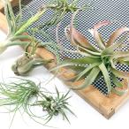 ( декоративное растение ) товар с некоторыми замечаниями воздушный растения товар вид случайный (1 АО ) товар вид неизвестен царапина есть объем маленький 