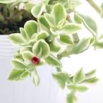 ( decorative plant ) baby sun rose 3~3.5 number (1 pot )