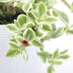 (観葉植物)ベビーサンローズ 3〜3.5号(1ポット)
