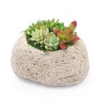 （多肉植物）苔盆栽　多肉６種寄せ植え　抗火石鉢植え　Ｍサイズ（１鉢）苔　鉢植え　おしゃれ　室内　プレゼント