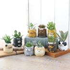 （観葉植物）おまかせプチ多肉　リトルドッグ　鉢おまかせ（５鉢）