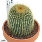 素焼鉢サボテンエリオカクタス金晃丸３号