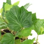 ヘデラコックルシェル２．５〜３号