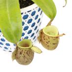 （食虫植物）ウツボカズラ　ネペンテス　アンプラリア　ゴマ斑タイプ　吊り鉢タイプ　４号（１鉢）
