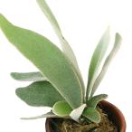 コウモリランビカクシダ素焼鉢２号