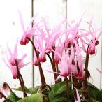 （観葉植物）シクラメン　ピーコック　４号　開花終了株（１ポット）