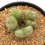 （多肉植物）コノフィツム　マルニエリアナム　円空　２号（１鉢）