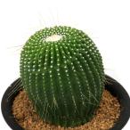 サボテンパロディア無刺金晃丸３号