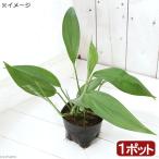 ショッピングテラリウム （テラリウム）ヤマサキカズラ　３号（１ポット）