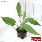 ショッピングテラリウム （テラリウム）ヤマサキカズラ　３号（３ポット）