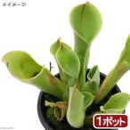 (食虫植物)サラセニア ヘリアンフォラ ミノール ハイブリッド 2.5〜3号(1ポット)
