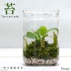 ショッピングテラリウム （食虫植物）苔テラリウム　ウツボカズラ　ガラスボトルＬ　説明書付　テラリウムキット