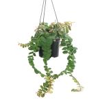 ショッピングテラリウム （観葉植物）マルクグラビア　ウンベラータ　５号（１鉢）　吊り鉢