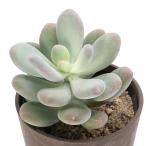 パキフィツム星美人３．５号