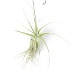 （観葉植物）エアープランツ　チランジア　ストラミネア　シックリーフ　Ｓサイズ（１株）