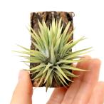 （観葉植物）一点物　エアープランツ　チランジア　イオナンタ　'アルボマルギナータ'（３７３９０３）