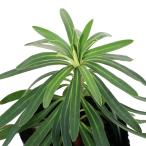 ( декоративное растение ) You fo рубин a черный жемчуг 3.5 номер (1 pot )