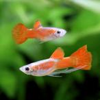( тропическая рыба ) полный красный лента Guppy ( местного производства Guppy )(1 Trio ) Hokkaido авиапочта необходимо теплоизоляция 