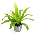 ( декоративное растение )sidaas pre niumdakila3 номер (1 pot )