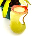 （食虫植物）訳あり　一点物　ウツボカズラ　ネペンテス　ベントリコーサ　在来系　３号（１鉢）