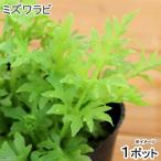 （ビオトープ）水生植物　ヒメミズワラビ（無農薬）（１ポット）　沈水〜抽水植物…