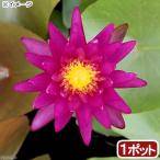 ( биотоп ) водяная лилия температура obi . водяная лилия ( водяная лилия )( фиолетовый ) лиловый фэнтези патент (специальное разрешение) номер #PP26530(1 pot )(.. состояние )