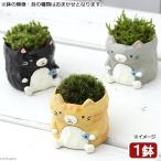 ( бонсай ) мох бонсай little животное кошка (1 горшок )