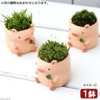 ( бонсай ) мох бонсай little животное свинья (1 горшок )