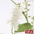 ( луговые и горные травы )simobasila(. стойка )3 номер (1 pot )(.. состояние )