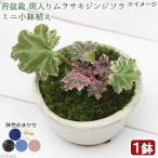 ( луговые и горные травы ) мох бонсай . ввод фиолетовый Gin ji saw (. входить фиолетовый человек знак .) Mini маленький растение в горшке горшок цвет случайный (1 горшок )(.. состояние )