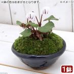 （山野草）苔盆栽　原種シクラメン　コウム　アルバ　平小鉢植え　鉢色おまかせ（１鉢）