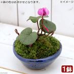 （山野草）苔盆栽　原種シクラメン　コウム　平小鉢植え　鉢色おまかせ（１鉢）