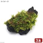 ( террариум ) мох tera предназначенный высокий goke есть коряга Mini размер (7cm степень )(3шт.@)