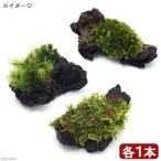 （観葉植物）苔　テラ向け　ミニ流木３種セット（７ｃｍ程度）〜ヤマゴケ・ハイゴケ・シッポゴケ〜