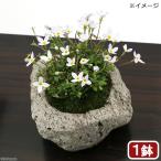 （盆栽）苔盆栽　白花ヒナソウ（白