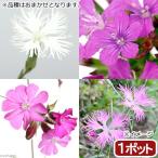 （山野草）ナデシコ（撫子）品種おまかせ　３号（１ポット）