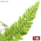 ショッピングテラリウム （テラリウム）ツルホラゴケ　１０〜２０ｃｍ程度（１株）　北海道・九州航空便要保温